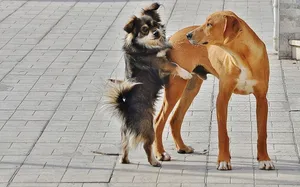 金毛犬和牧羊犬图片_1