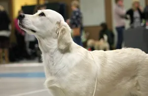 成年白色金毛犬图片_1