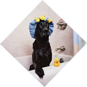 拉布拉多犬搞笑图片_1