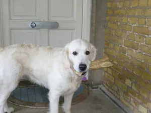 纯种白色金毛犬图片