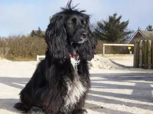 黑色可卡犬图片_1