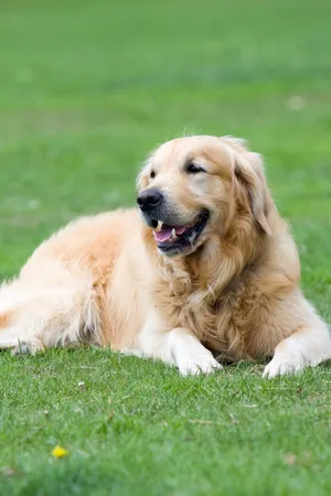 可爱的金毛犬图片