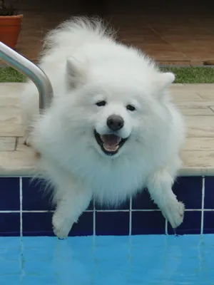 银狐狗狗图片_1