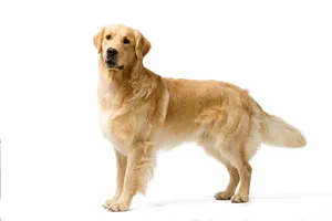 美系金毛犬图片