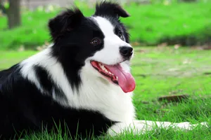 边境牧羊犬图片下载