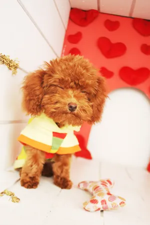 茶杯泰迪犬图片