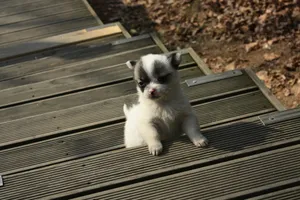 茶杯狗图片素材下载_1