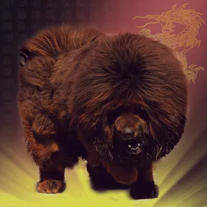 铁包金藏獒图片_1