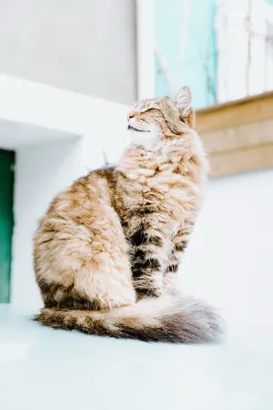田园长毛波斯猫图片_1