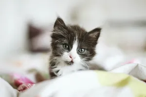 可爱卖萌小奶猫图片