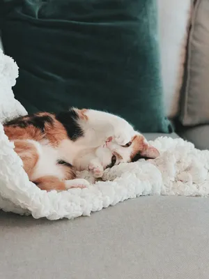 猫咪摄影图片第1张