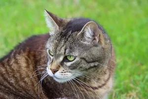 灰色家养猫高清图片