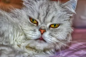 呆萌波斯猫图片