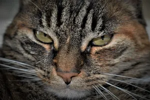 虎斑猫头部特写图片
