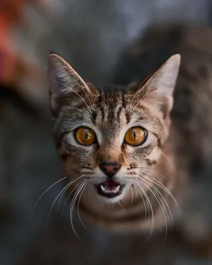 可爱中华狸花猫图片