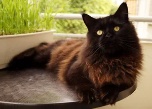 纯黑色宠物猫图片
