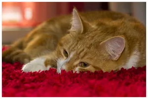 宠物猫咪睡觉图片_1