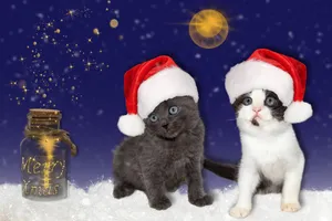 戴圣诞帽的小猫图片_1