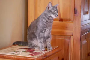 灰色小猫咪图片_1