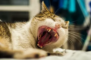 猫咪打哈欠图片