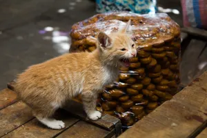 小野猫图片_1