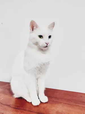纯白色猫咪图片