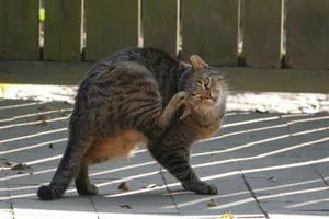 可爱狸花猫图片_1