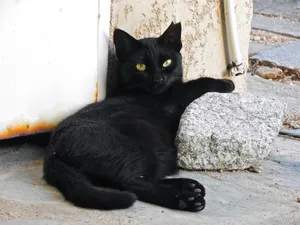 黑色宠物猫图片_1