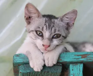 泪眼汪汪小猫咪图片