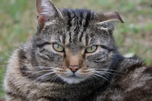 灰色萌猫咪图片