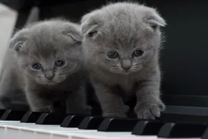 两只灰色折耳猫图片_1