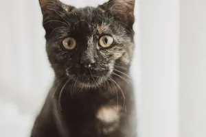 呆萌猫咪图片