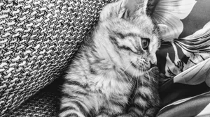 可爱小猫黑白摄影