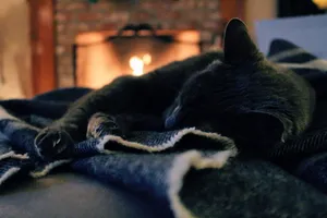 可爱玄猫图片_1