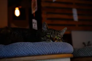 中国狸花猫壁纸图片
