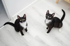 室内家养小猫图片_1
