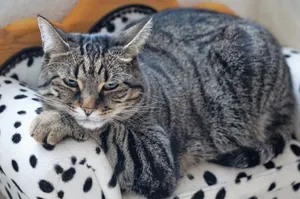 可爱宠物猫肖像图片_1