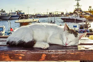 一只睡着的萌猫咪图片_1