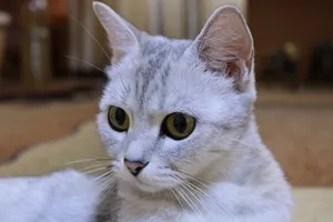 可爱白色短毛猫图片