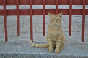 宠物猫图片素材