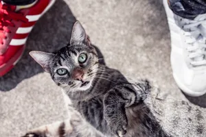 中国狸花猫图片