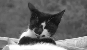 黑白花猫图片_1