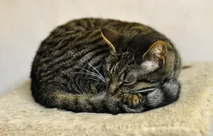 熟睡的小猫图片_1