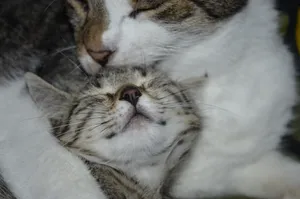 依偎沉睡的小猫图片_1