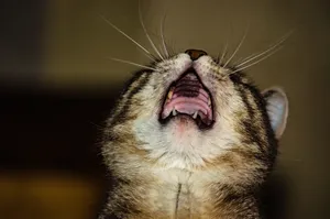 小猫獠牙图片_1