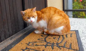 宠物家猫图片