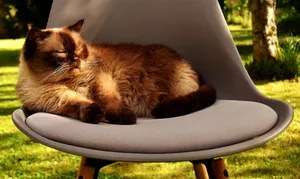 萌宠英国短毛猫图片_1