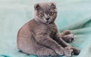 可爱灰色折耳猫图片第1张