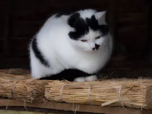 胖猫图片_1