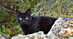 呆萌黑猫图片_1